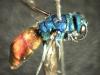 Chrysis longula
